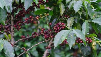 Coffee bushes ripen in the mountains of Thailand ready to be harvested with green and red coffee cherries. Arabica coffee beans ripening on tree in in organic coffee plantation.