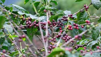 los arbustos de café maduran en las montañas de tailandia listos para ser cosechados con cerezas de café verdes y rojas. granos de café arábica madurando en un árbol en una plantación de café orgánico. video