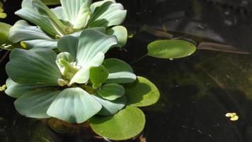 Natural background Crystal clear water pond with Water Lettuce, Water Cabbage or Shell Flower Pistia stratiotes and Amazon Frogbit . Small fish swimming nimbly video