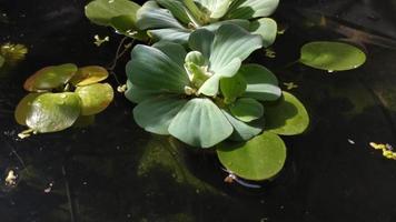 Natural background Crystal clear water pond with Water Lettuce, Water Cabbage or Shell Flower Pistia stratiotes and Amazon Frogbit . Small fish swimming nimbly video