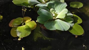 natural antecedentes cristal claro agua estanque con agua lechuga, agua repollo o cáscara flor pistia estratiotes y Amazonas bocado de rana . pequeño pescado nadando ágilmente video