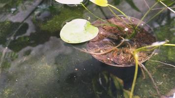 naturlig bakgrund kristall klar vatten damm med små fisk simning kvickt video