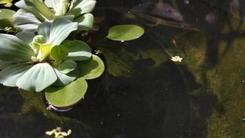 Naturel Contexte cristal clair l'eau étang avec l'eau laitue, l'eau chou ou coquille fleur pistia stratiotes et amazone morsure de grenouille . petit poisson nager agilement video