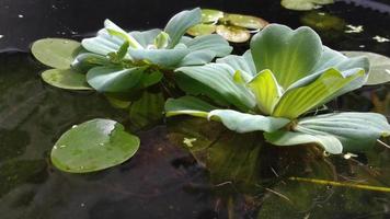 Natural background Crystal clear water pond with Water Lettuce, Water Cabbage or Shell Flower Pistia stratiotes and Amazon Frogbit . Small fish swimming nimbly video