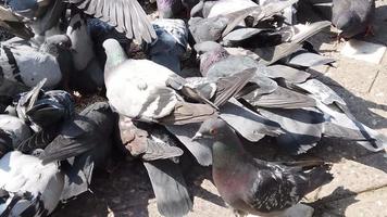 a flock of pigeons are feeding with grains on the pavement. video