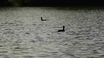 selvagem patos em Danúbio rio video