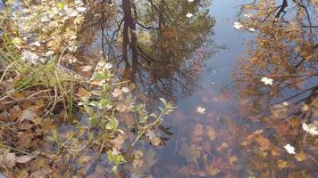 oktober höst lönn blad flytande på vatten video