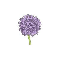 Un dibujo de línea continua Beauty Fresh Allium Globemaster para decoración de pared de arte para el hogar Impresión de póster. concepto de flor de cebolla gigante decorativa para tarjeta de felicitación. Ilustración de vector de diseño de dibujo de una sola línea