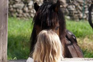 brown pony horse and young blonde girl photo