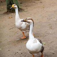 Close up White ducks inside Lodhi Garden Delhi India, see the details and expressions of ducks during evening time photo