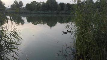 sauvage canards sur Danube rivière video