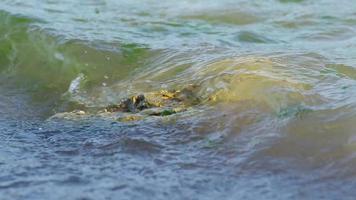 sea waves and stones video