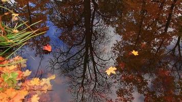 oktober herfst esdoorn- blad drijvend Aan water video