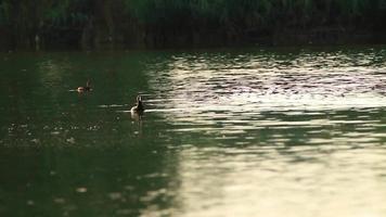 salvaje patos en Danubio río video