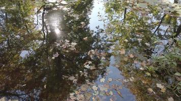 oktober herfst esdoorn- blad drijvend Aan water video