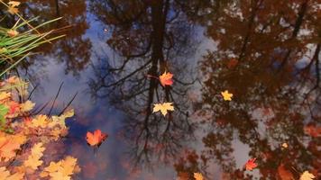 ottobre autunno acero foglia galleggiante su acqua video