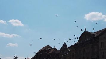 niedrig Winkel Aussicht von Tauben fliegend gegen Himmel video