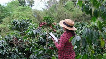 moderner asiatischer Bauer, der ein digitales Tablet verwendet und reife Kaffeebohnen auf einer Kaffeeplantage überprüft. moderne technologieanwendung im konzept der landwirtschaftlichen anbautätigkeit.