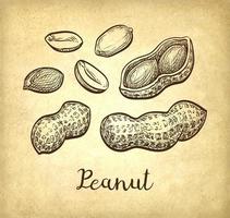 Peanut set. Ink sketch of nuts. Hand drawn vector illustration. Old paper background. Retro style.