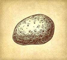 Ink sketch of potato on old paper background. Hand drawn vector illustration. Retro style stroke drawing.