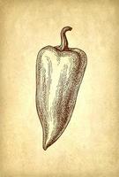 Cubanelle - long bell pepper. Ink sketch on old paper background. Hand drawn vector illustration. Vintage style stroke drawing.