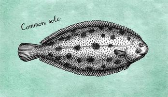 Common sole. Ink sketch of flatfish. Hand drawn vector illustration isolated on white background. Retro style.