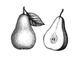 Pear. Ink sketch isolated on white background. Hand drawn vector illustration. Retro style.