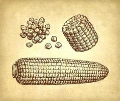 Corncob and handful of corn kernels. Ink drawing of maize on old paper background. Vintage style. vector