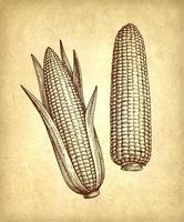 Cobs of corn. Ink drawing of maize on old paper background. Vintage style. vector
