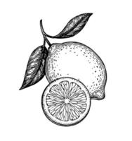 Hand drawn vector illustration of lemon. Isolated on white background. Retro style.