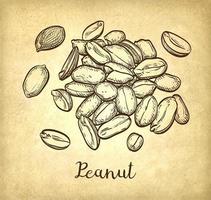 Handful of peanut. Vector illustration of nuts. Old paper background. Vintage style.