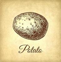 Ink sketch of potato on old paper background. Hand drawn vector illustration. Vintage style stroke drawing.