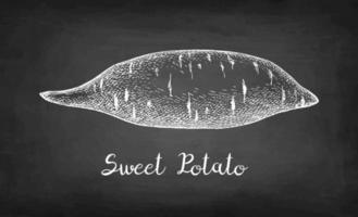 Sweet potato. Chalk sketch of yam on blackboard background. Hand drawn vector illustration. Retro style.