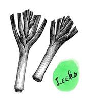 Leeks. Ink sketch isolated on white background. Hand drawn vector illustration. Retro style.