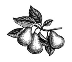 Pear branch. Ink sketch isolated on white background. Hand drawn vector illustration. Retro style.