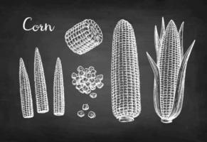 Cobs of corn, grains and cornlets. Chalk sketch of maize on blackboard background. Hand drawn vector illustration. Retro style.