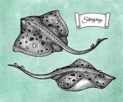 Stingray. Ink sketch of seafood. Hand drawn vector illustration on old paper background. Retro style.