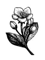 manzana flor con brotes y hojas. tinta bosquejo aislado en blanco antecedentes. mano dibujado vector ilustración. retro estilo.