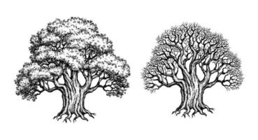 Living and withered Yew trees. Vintage style ink sketch. vector