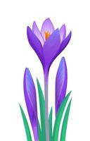 Crocuses isolated on a white background. vector