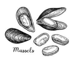 Mussels ink sketch. Isolated on white background. Hand drawn vector illustration. Retro style.