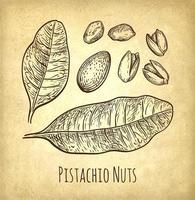 Pistachio nuts set. Ink sketch. Hand drawn vector illustration. Old paper background. Retro style.