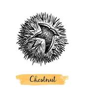 Chestnuts. Ink sketch isolated on white background. Hand drawn vector illustration. Retro style.