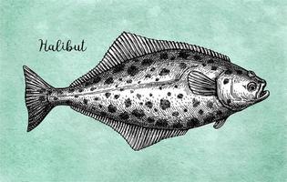 Flatfish. Ink sketch of halibut. Hand drawn vector illustration isolated on white background. Retro style.