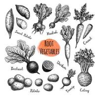 Root Vegetables big set. Ink sketch collection isolated on white background. Vegetables set. Hand drawn vector illustration. Retro style.