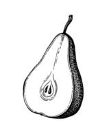 Pear cut in half. Ink sketch isolated on white background. Hand drawn vector illustration. Retro style.