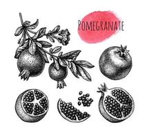 Pomegranate branch with fruitage and flower. Fruits and seeds. Ink sketch isolated on white background. Hand drawn vector illustration. Retro style.