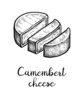 Sliced camembert cheese. Ink sketch isolated on white background. Hand drawn vector illustration. Vintage style stroke drawing.