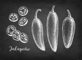 Jalapeno. Chili pepper pods and chopped pieces. Chalk sketch on blackboard background. Hand drawn vector illustration. Retro style.