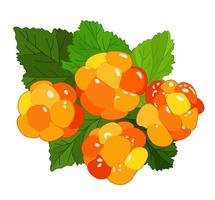 Vector isolated illustration of cloudberry with leaves.